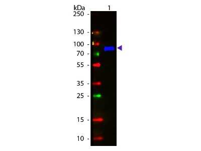 Western Blot: Goat anti-Monkey IgM Heavy Chain Secondary Antibody [FITC] [NBP1-73455] - Lane 1: Monkey IgM. Lane 2: None. Load: 50 ng per lane. Primary antibody: None. Secondary antibody: Fluorescein goat secondary antibody at 1:1,000 for 60 min at RT. Block: incubated with blocking buffer for 30 min t RT. Predicted/Observed size: 72 kDa, 72 kDa for Monkey IgM. Other band(s): None.